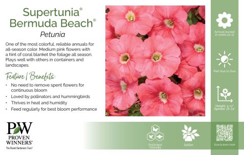 Petunia Supertunia® Bermuda Beach® 11x7" Variety Benchcard