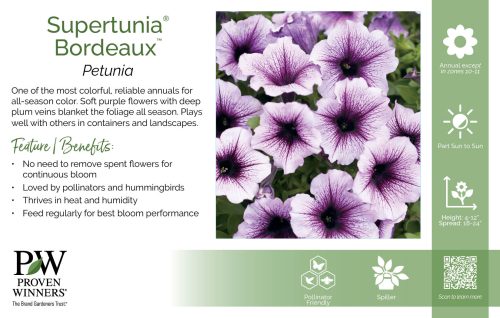 Petunia Supertunia® Bordeaux™ 11x7" Variety Benchcard