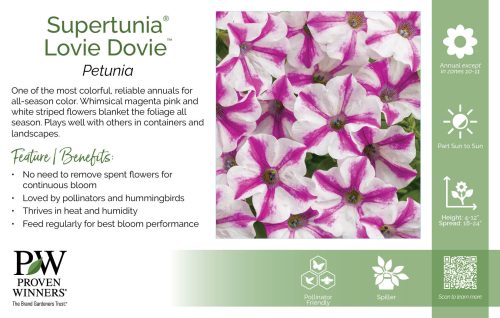 Petunia Supertunia® Lovie Dovie™ 11x7" Variety Benchcard