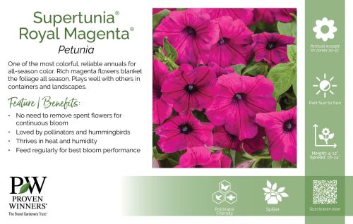 Petunia Supertunia® Royal Magenta® 11x7" Variety Benchcard