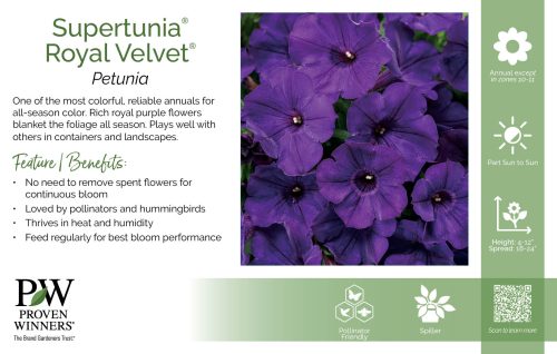 Petunia Supertunia® Royal Velvet® 11x7" Variety Benchcard