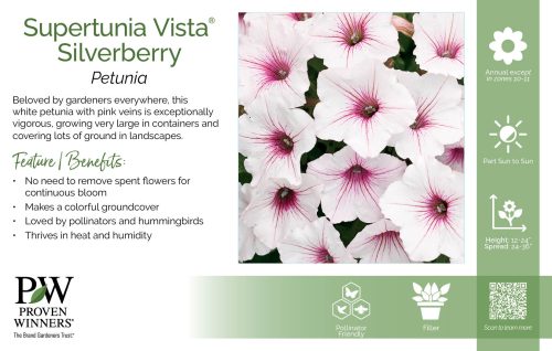 Petunia Supertunia Vista® Silverberry 11x7" Variety Benchcard