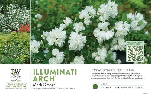 Philadelphus Illuminati Arch® (Mock Orange) 11x7" Variety Benchcard