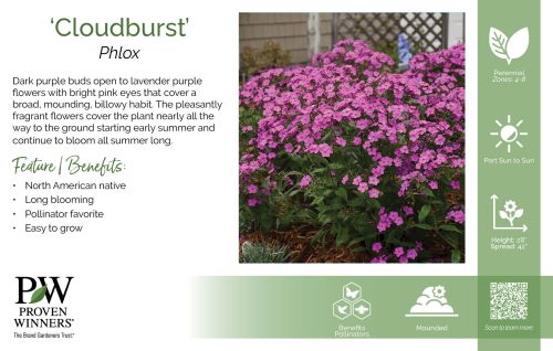 Phlox 'Cloudburst' 11x7" Variety Benchcard