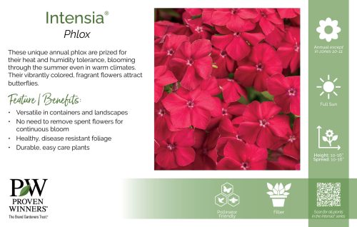 Phlox Intensia® 11x7" Series Benchcard