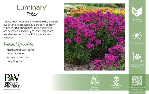 Phlox Luminary® 11x7" Series Benchcard