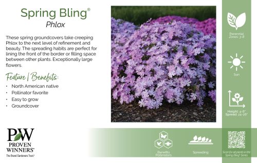 Phlox Spring Bling® 11x7" Series Benchcard