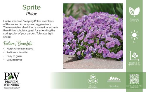 Phlox Sprite 11x7" Series Benchcard