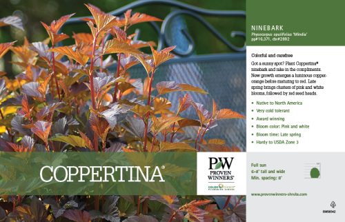 Physocarpus Coppertina® (Ninebark) 11x7" Variety Benchcard