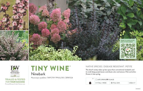 Physocarpus Tiny Wine® (Ninebark) 11x7" Variety Benchcard