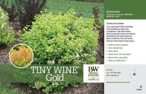 Physocarpus Tiny Wine® Gold (Ninebark) 11x7" Variety Benchcard