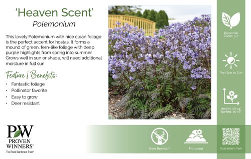 Polemonium 'Heaven Scent' 11x7" Variety Benchcard