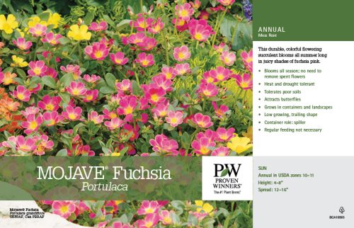 Portulaca Mojave® Fuchsia 11x7" Variety Benchcard