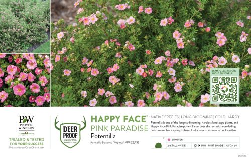 Potentilla Happy Face® Pink Paradise 11x7" Variety Benchcard