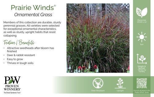 Prairie Winds® Ornamental Grasses 11x7" Series Benchcard