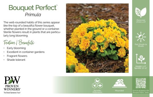 Primula Bouquet Perfect™ 11x7" Series Benchcard