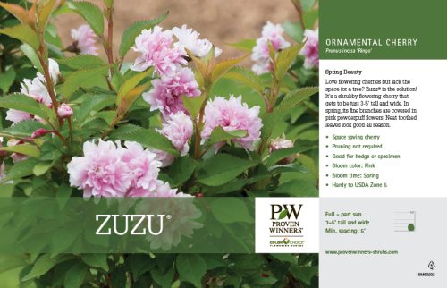 Prunus Zuzu® (Ornamental Cherry) 11x7" Variety Benchcard