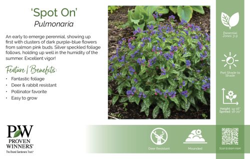 Pulmonaria 'Spot On' 11x7" Variety Benchcard