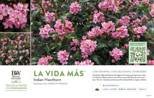 Rhaphiolepis La Vida M√°s® (Indian Hawthorn) 11x7" Variety Benchcard