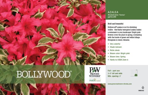 Rhododendron Bollywood® (Azalea) 11x7" Variety Benchcard