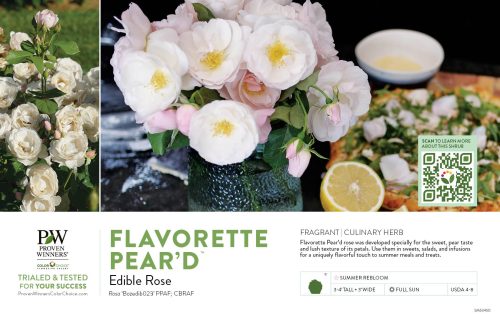 Rosa Flavorette Pear'd™ (Edible Rose) 11x7" Variety Benchcard