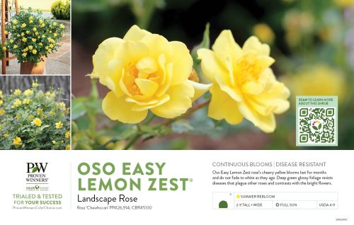 Rosa Oso Easy Lemon Zest® (Landscape Rose) 11x7" Variety Benchcard