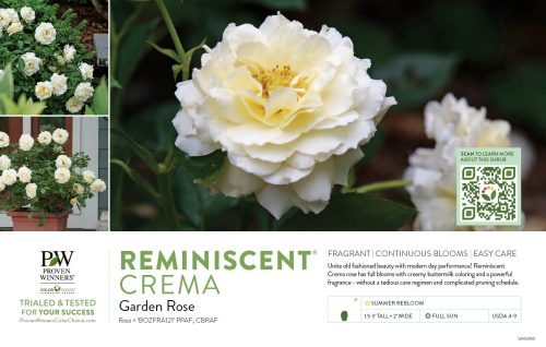 Rosa Reminiscent® Crema (Rose) 11x7" Variety Benchcard