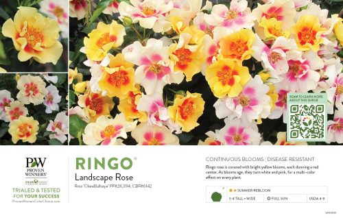 Rosa Ringo® (Landscape Rose) 11x7" Variety Benchcard