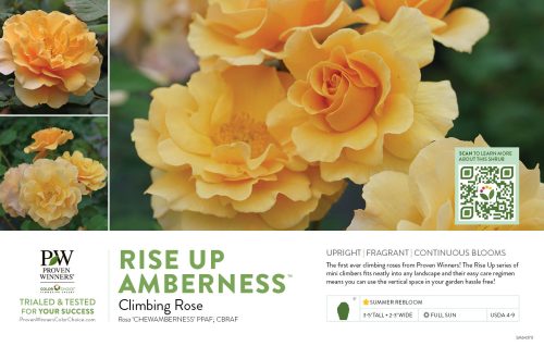 Rosa Rise Up Amberness® (Rose) 11x7" Variety Benchcard