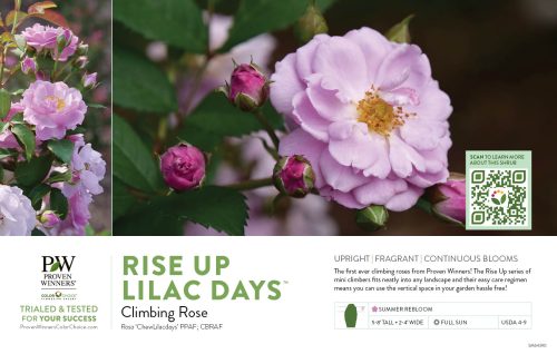 Rosa Rise Up Lilac Days® (Rose) 11x7" Variety Benchcard