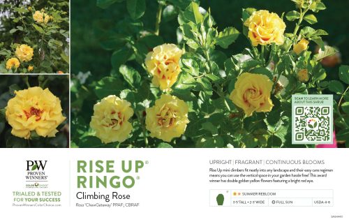 Rosa Rise Up® Ringo® (Rose) 11x7" Variety Benchcard