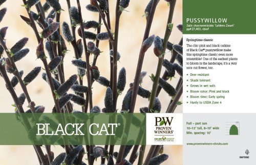 Salix Black Cat® (Pussy Willow) 11x7" Variety Benchcard