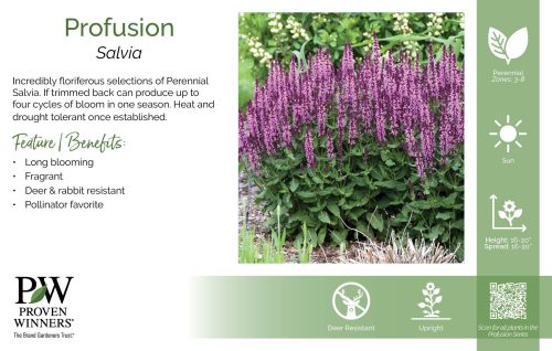 Salvia Profusion 11x7" Series Benchcard