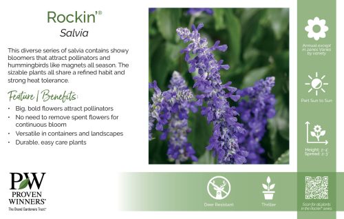 Salvia Rockin'® 11x7" Series Benchcard