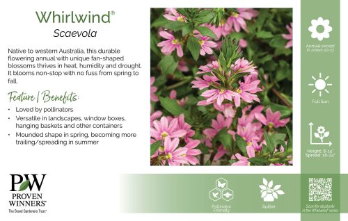 Scaevola Whirlwind® 11x7" Series Benchcard