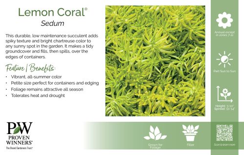 Sedum Lemon Coral® 11x7" Variety Benchcard