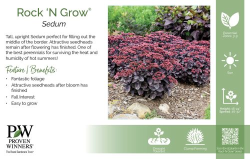 Sedum Rock 'N Grow® 11x7" Series Benchcard