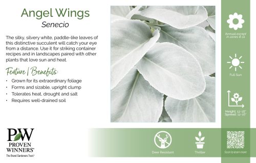 Senecio Angel Wings 11x7" Variety Benchcard