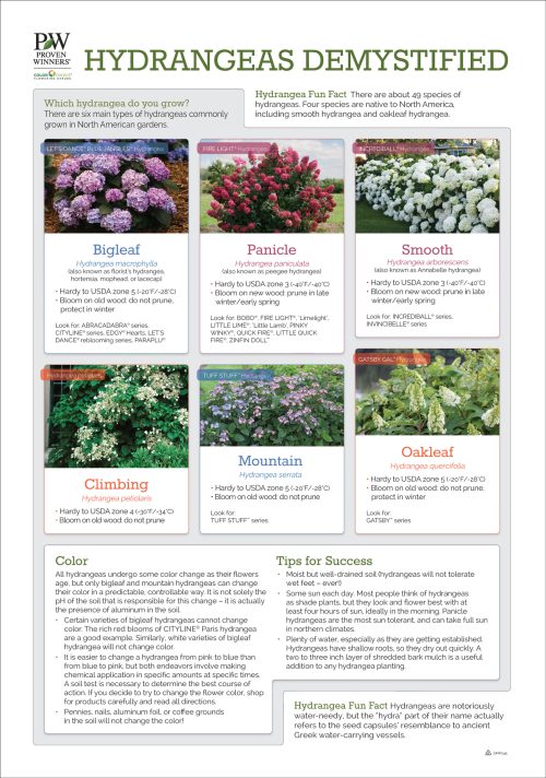 Hydrangeas Demystified 24x34" Poster