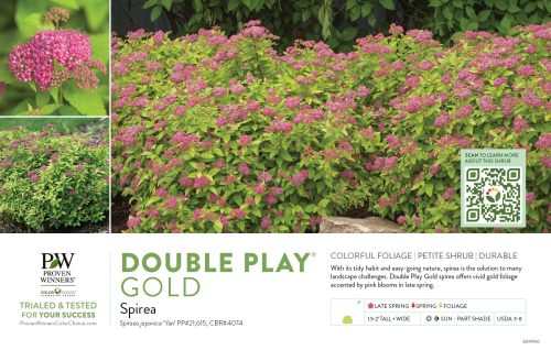 Spiraea Double Play® Gold 11x7" Variety Benchcard