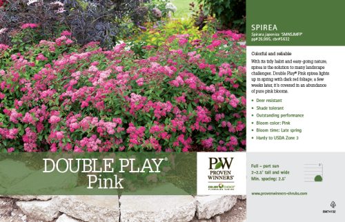 Spiraea Double Play® Pink 11x7" Variety Benchcard