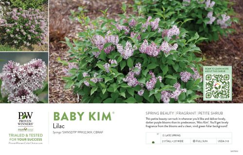 Syringa Baby Kim® (Lilac) 11x7" Variety Benchcard