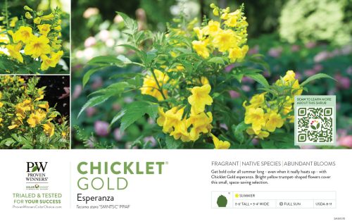 Tecoma Chicklet® Gold (Trumpet Bush) 11x7" Variety Benchcard