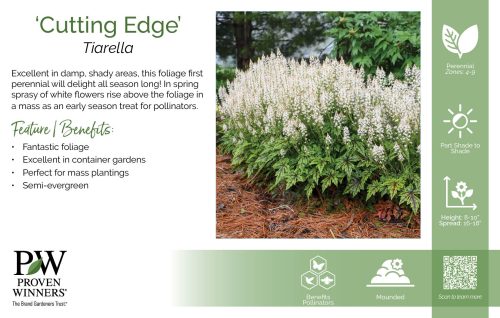 Tiarella 'Cutting Edge' 11x7" Variety Benchcard