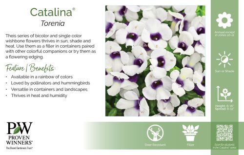 Torenia Catalina® 11x7" Series Benchcard