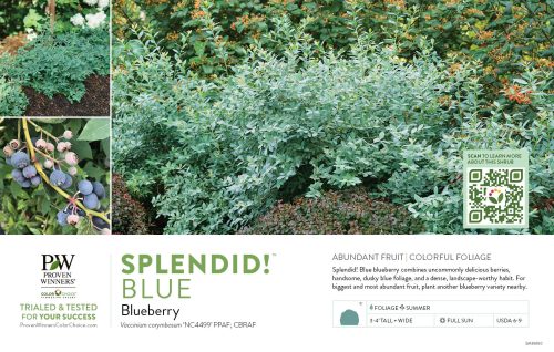 Vaccinium Splendid!™ Blue (Blueberry) 11x7" Variety Benchcard