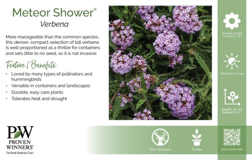 Verbena Meteor Shower® 11x7" Variety Benchcard