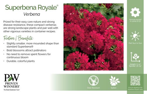 Verbena Superbena Royale® 11x7" Series Benchcard