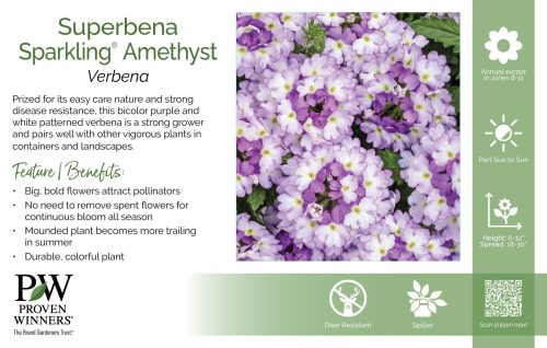 Verbena Superbena Sparkling® Amethyst 11x7" Variety Benchcard