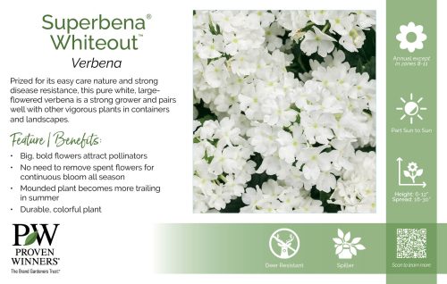 Verbena Superbena® Whiteout™ 11x7" Variety Benchcard